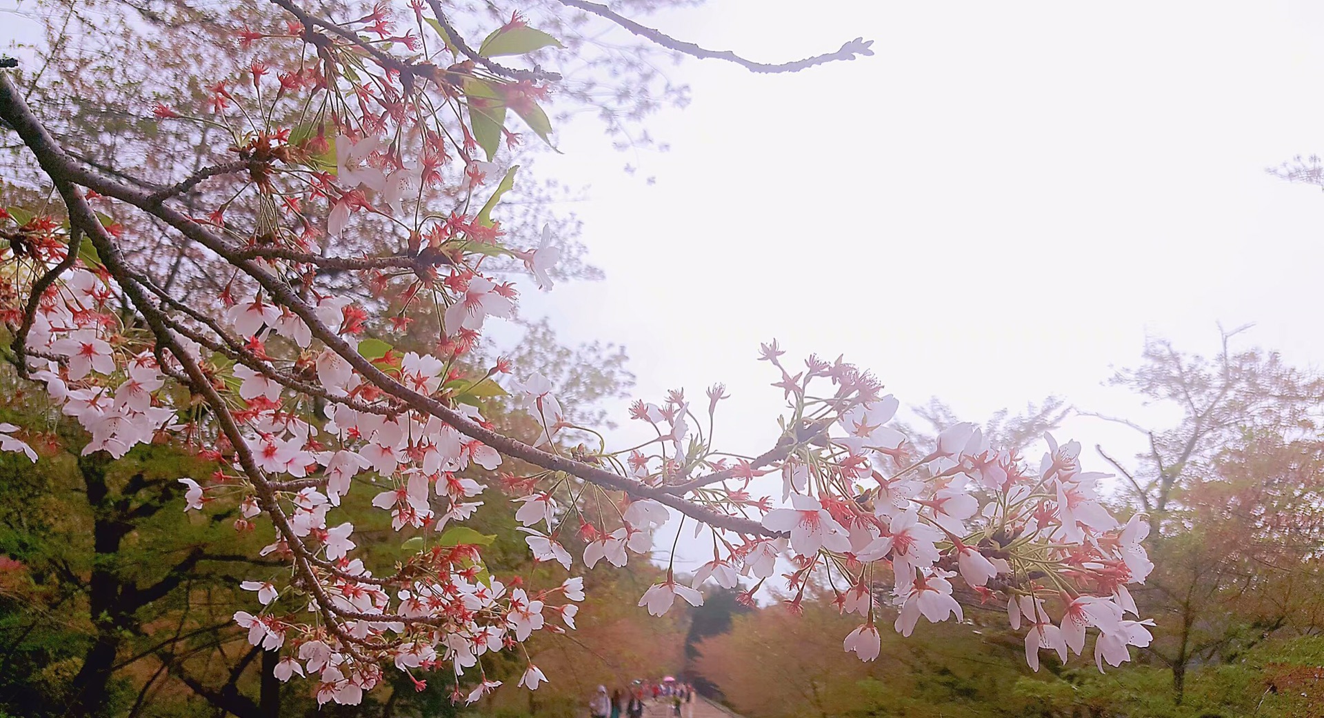 京都自助遊攻略