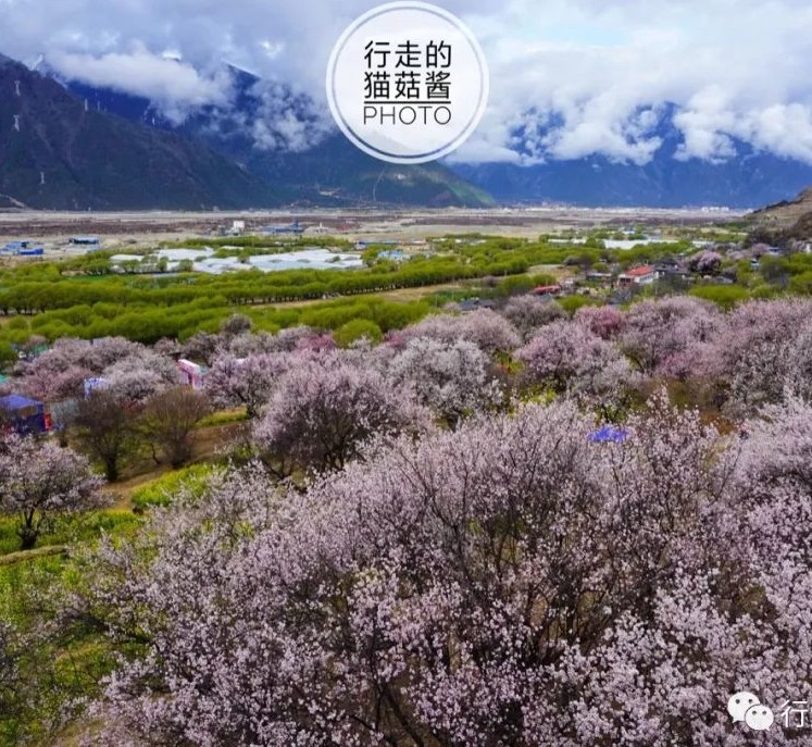 去西藏赴一场桃花之约，最美林芝五日行！