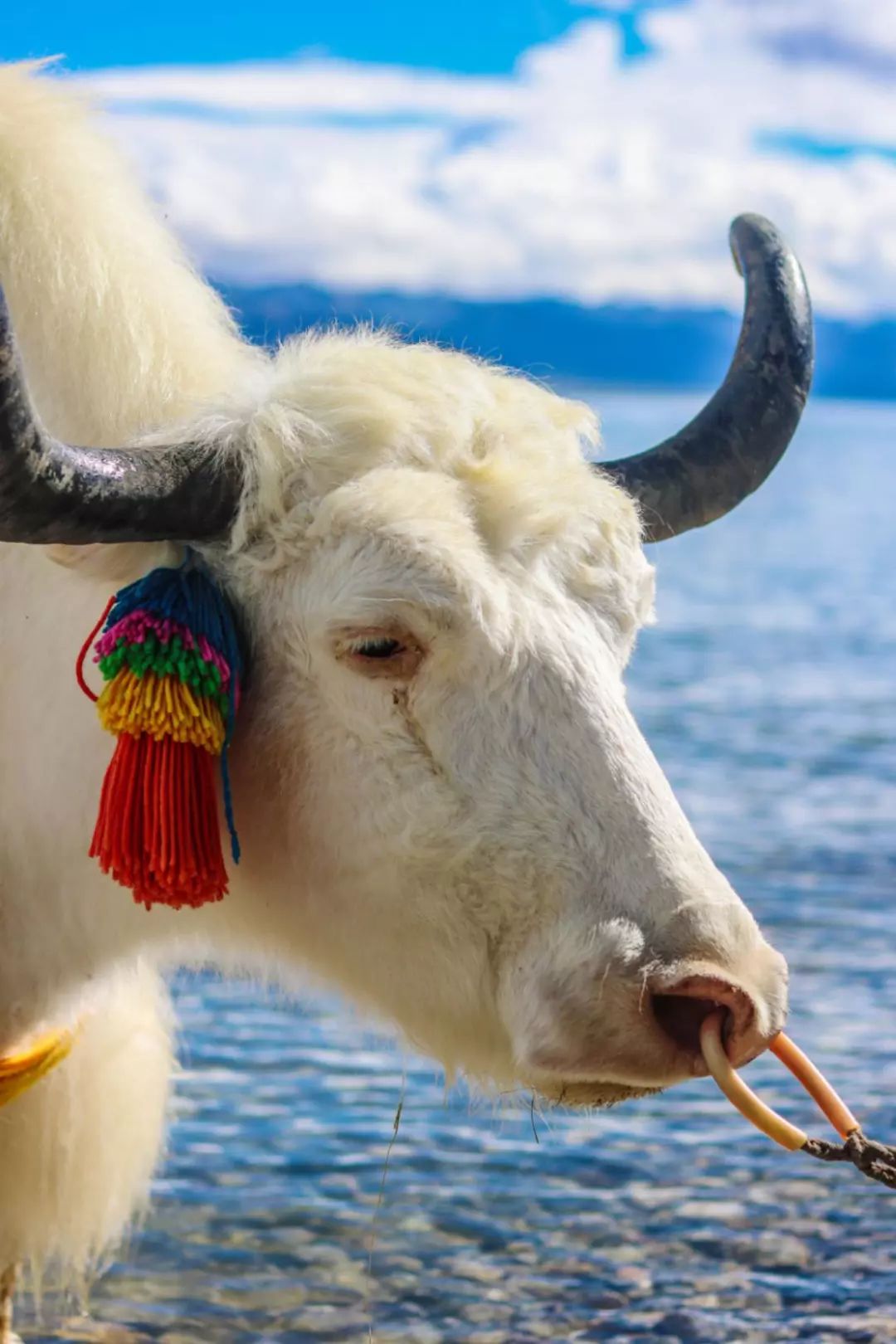 似乎每片圣湖旁都有打扮地光鲜亮丽的白色牦牛