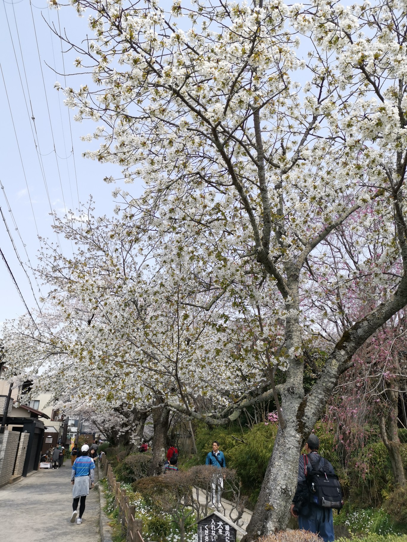 京都自助遊攻略