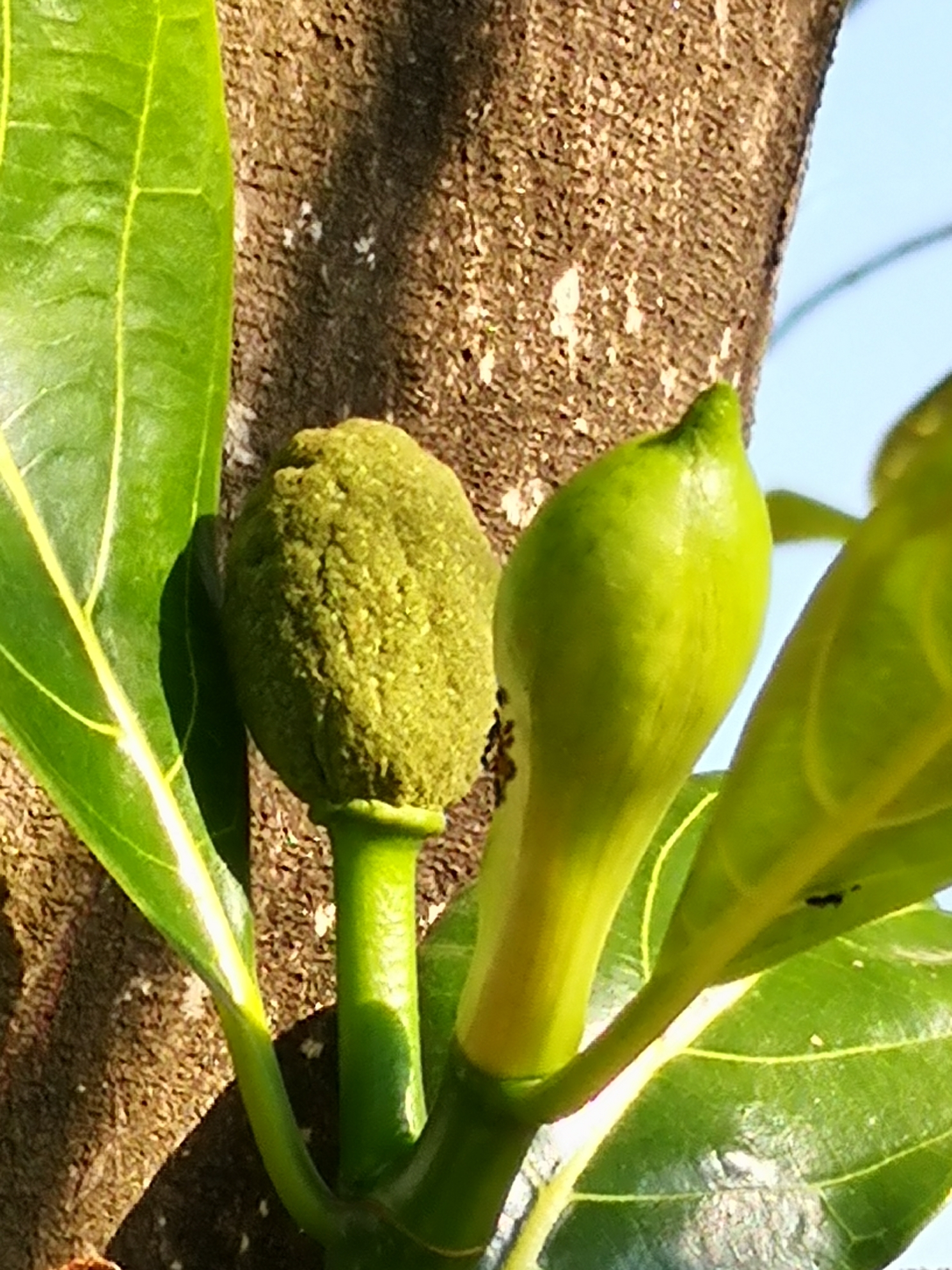 菠萝蜜茎花现象图片