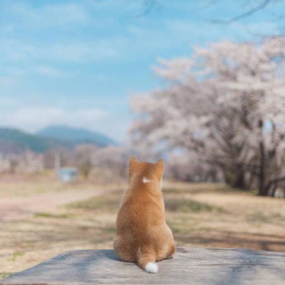 朵朵信儿