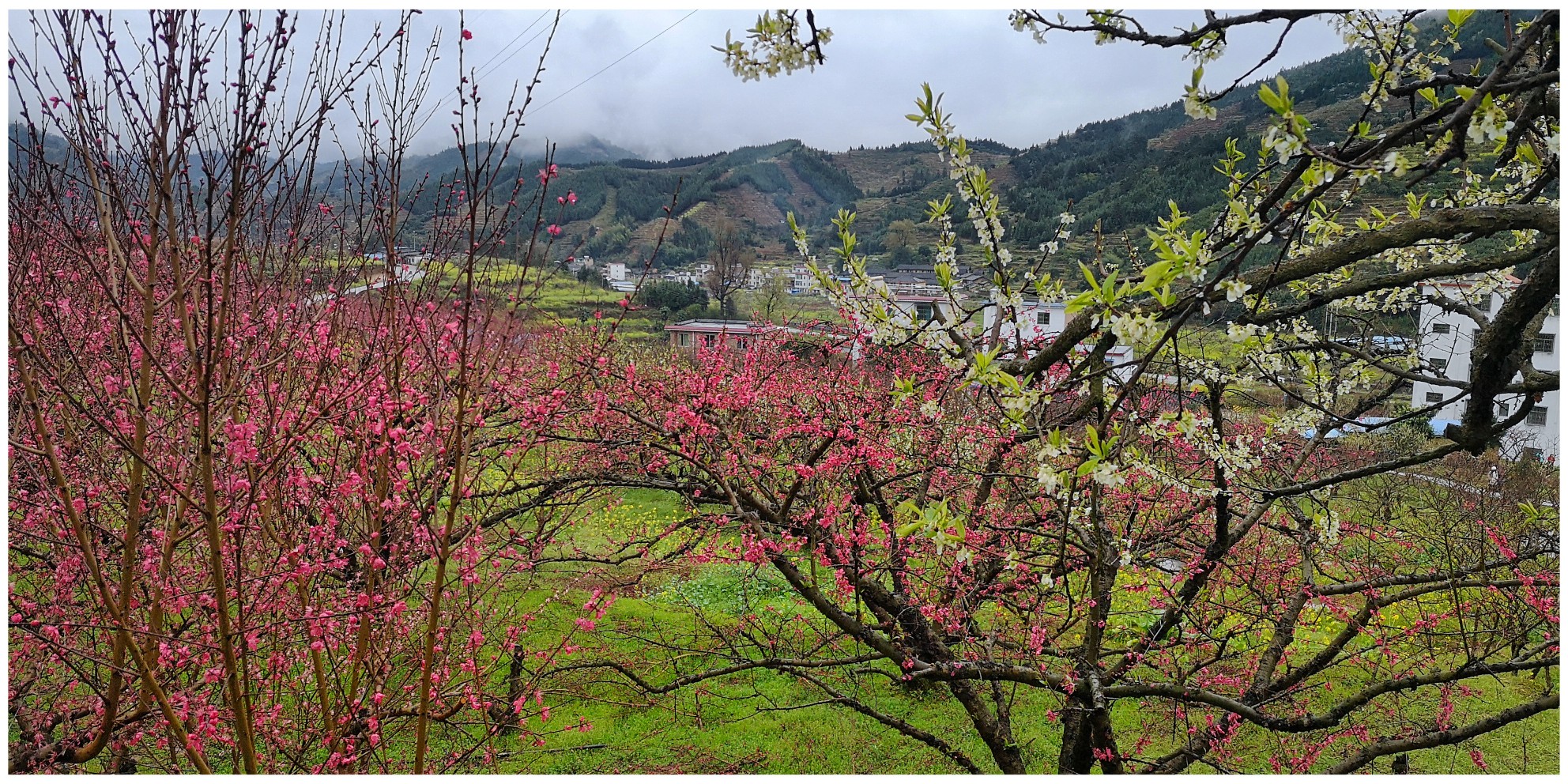 观花九峰山，春意正盎然