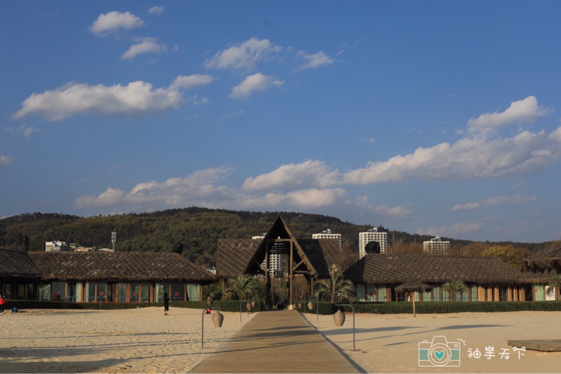 day2樱花谷看海鸥day3 帆船基地-海口-大湾day4 斗南花市最后强调一点