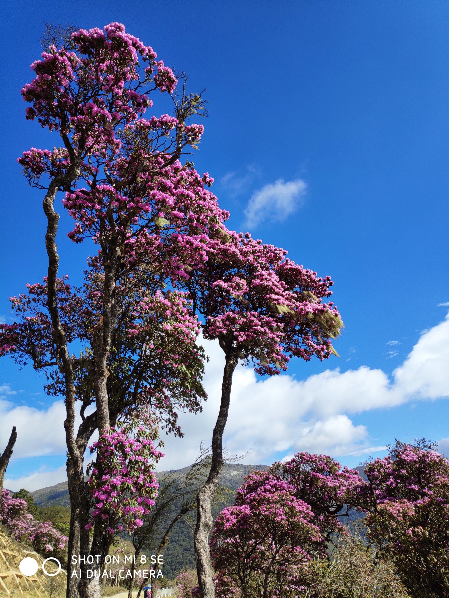 大理马耳山杜鹃花,大理自助游攻略 - 马蜂窝