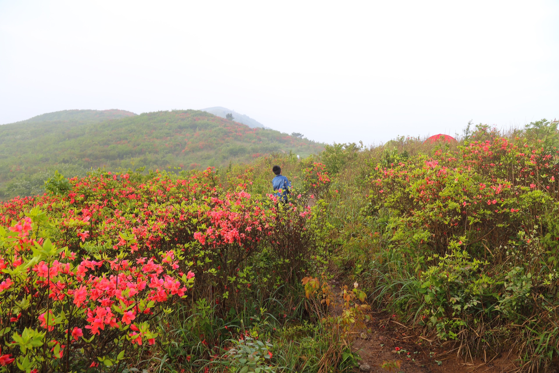 遂昌桃源尖徒步,去看滿山紅遍的杜鵑花