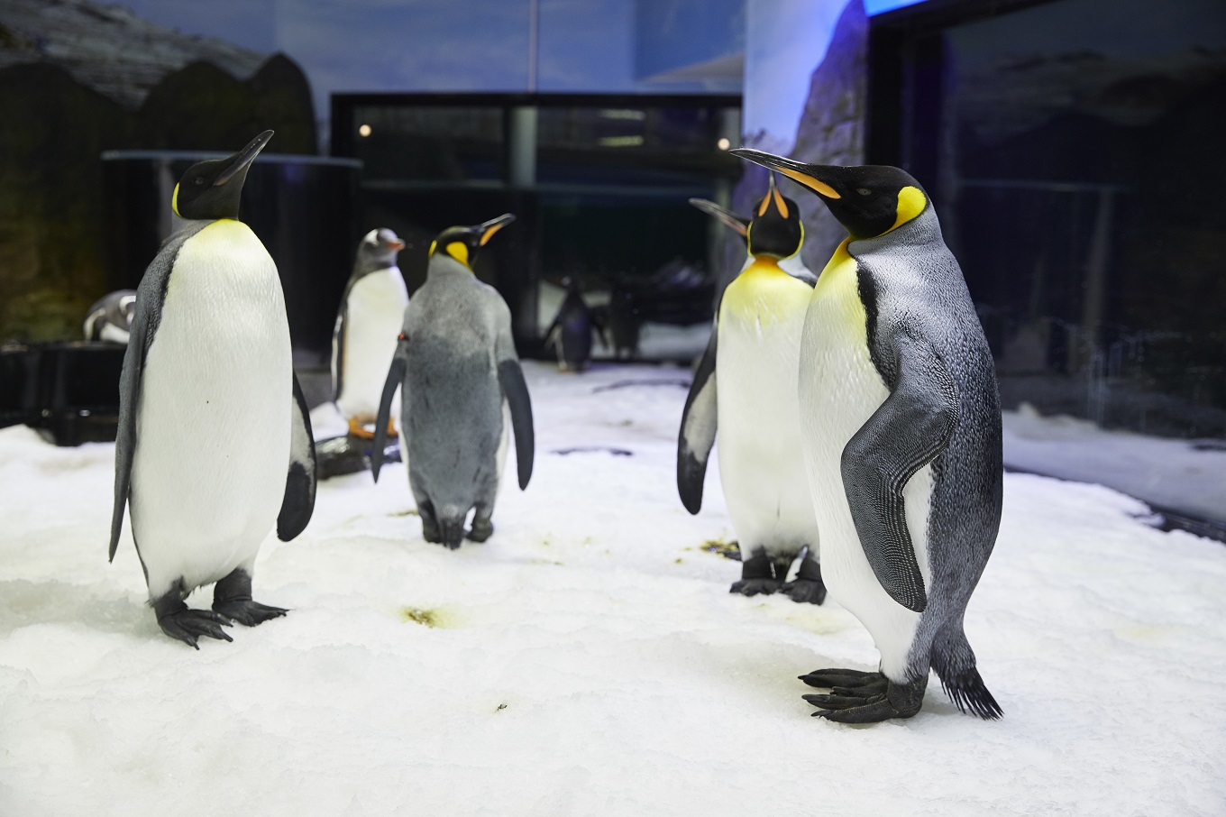 悉尼塔/野生动物园/蜡像馆/与鲨鱼共游/企鹅探险 悉尼海洋生物水族馆)