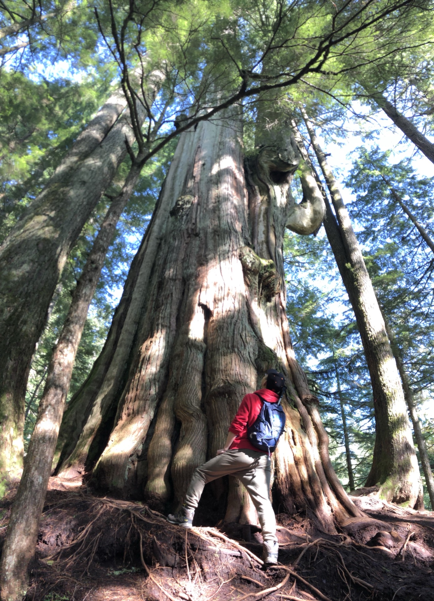 大雪松和肯尼迪瀑布步道（Big Cedar and Kenne...