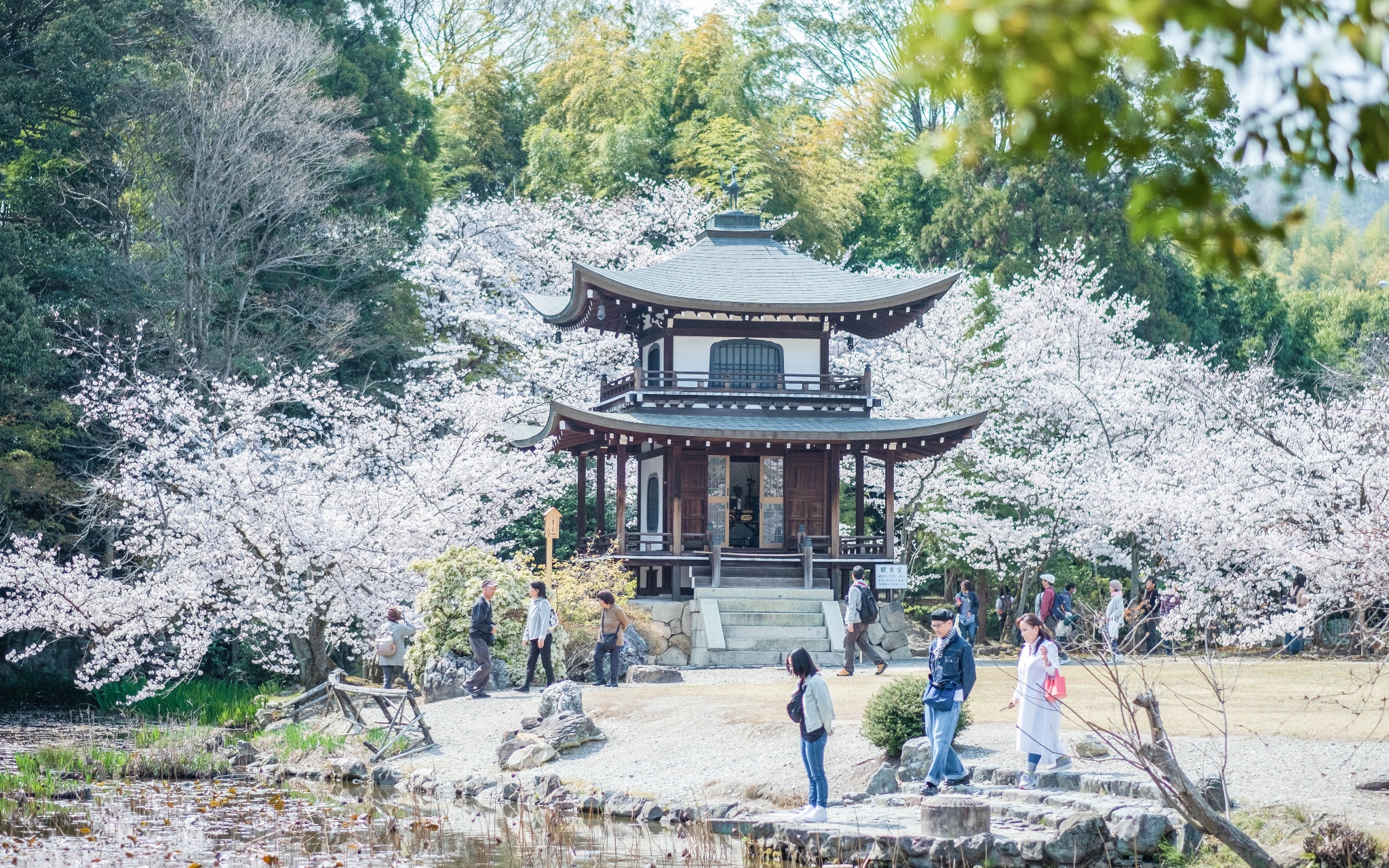 京都自助遊攻略