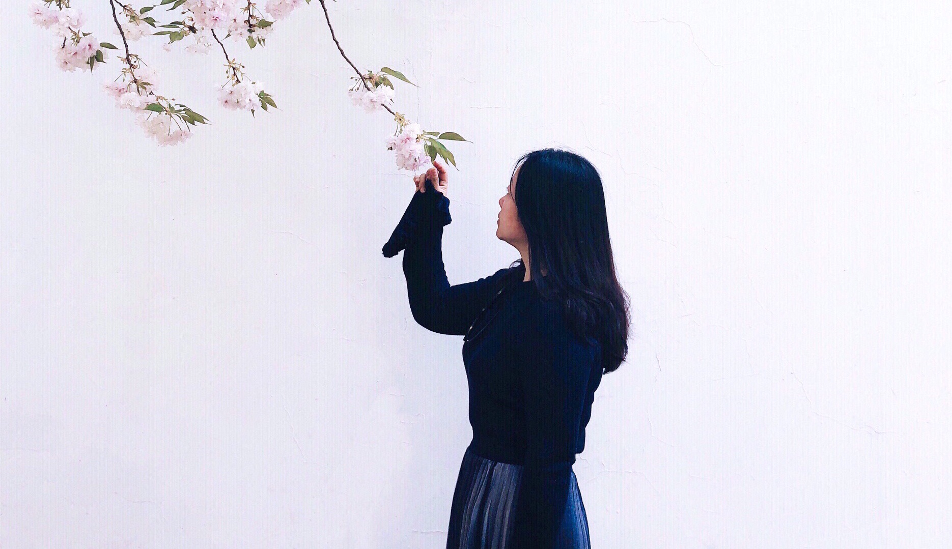 【洛阳图片】【 夢：走遍中国 】NO 42: 河南【 昨夜雨疏风骤，今朝繁花如旧，知否应是绿肥红瘦！】