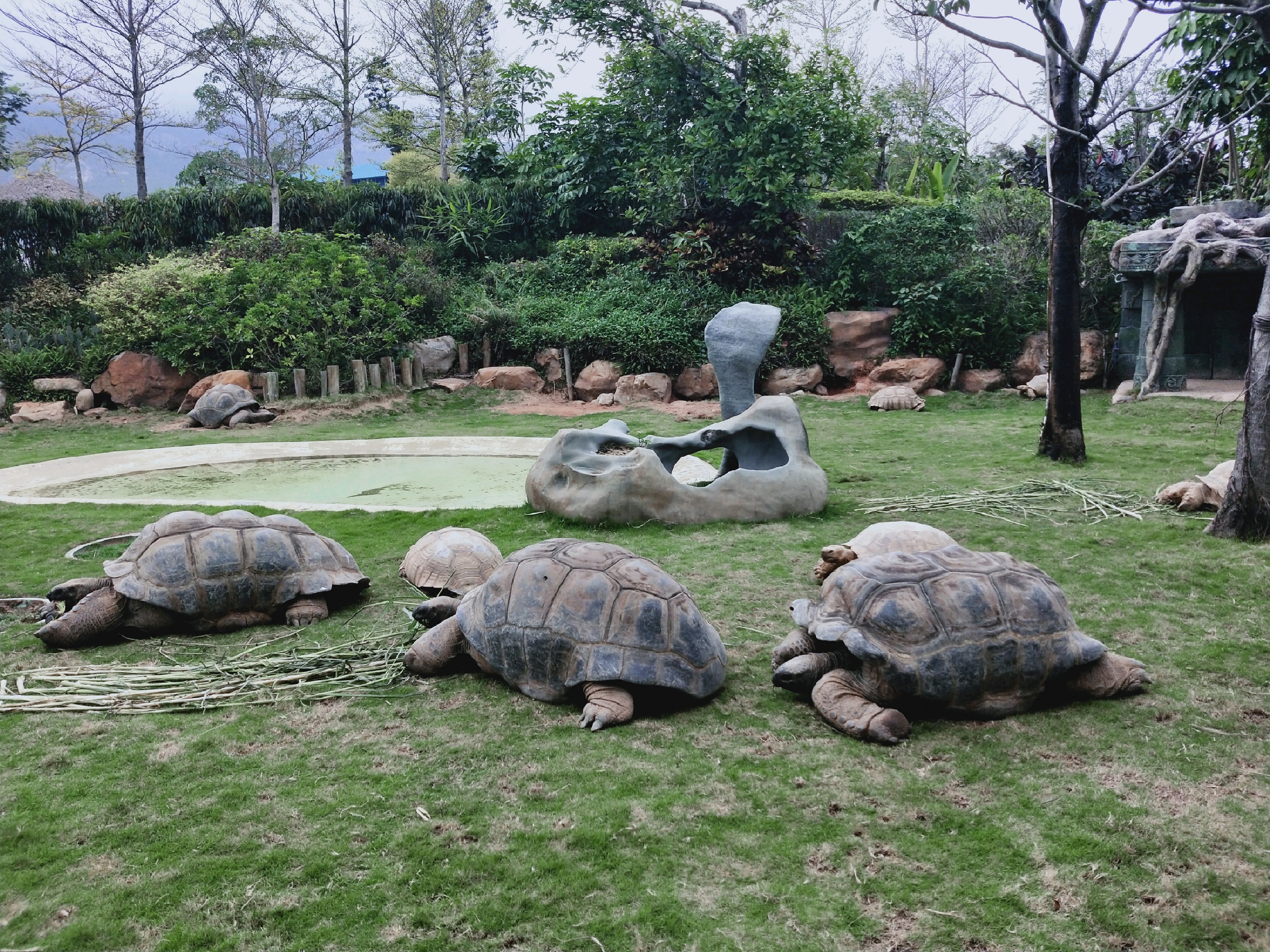 企鹅过山车