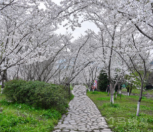 宛委山樱花林旅游图片,宛委山樱花林自助游图片,宛委山樱花林旅游景点