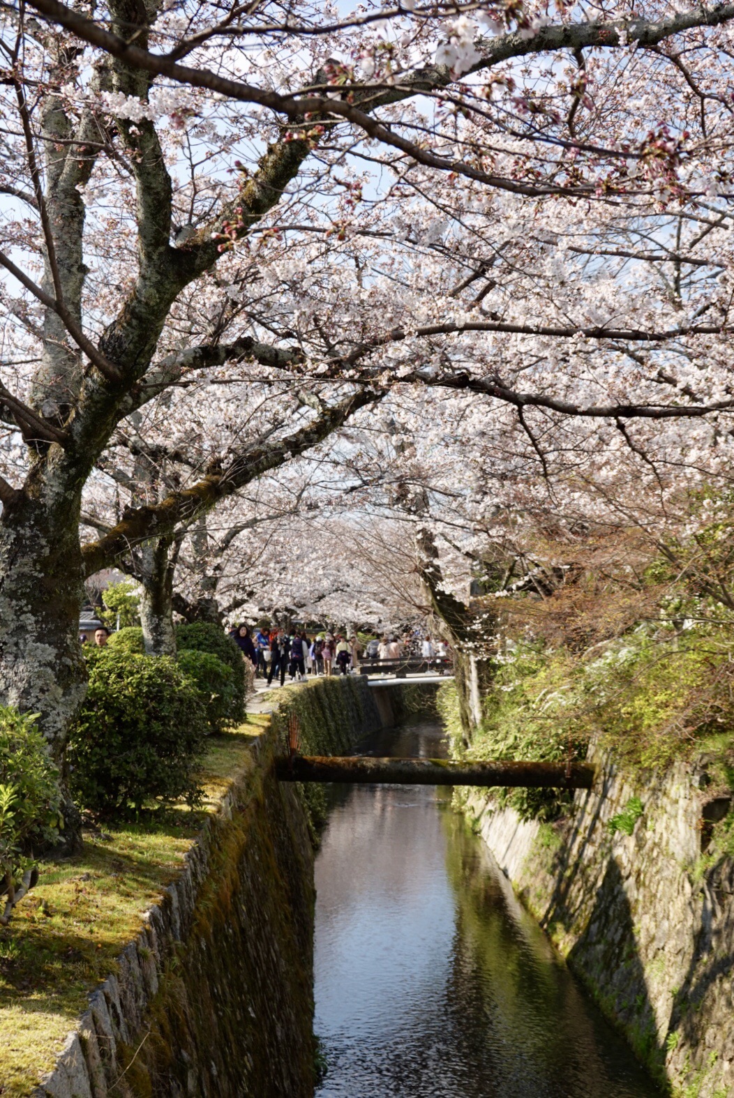 京都自助遊攻略