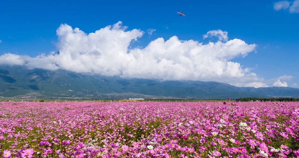 格桑花海攻略 格桑花海门票 地址 格桑花海景点攻略 马蜂窝