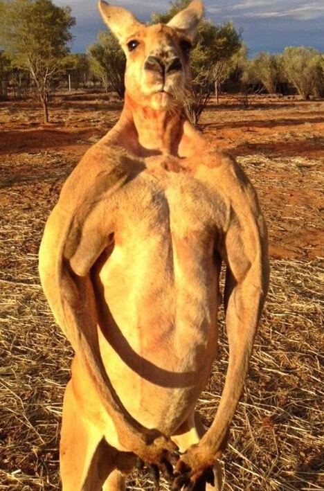 史上混的最惨的国宝袋鼠