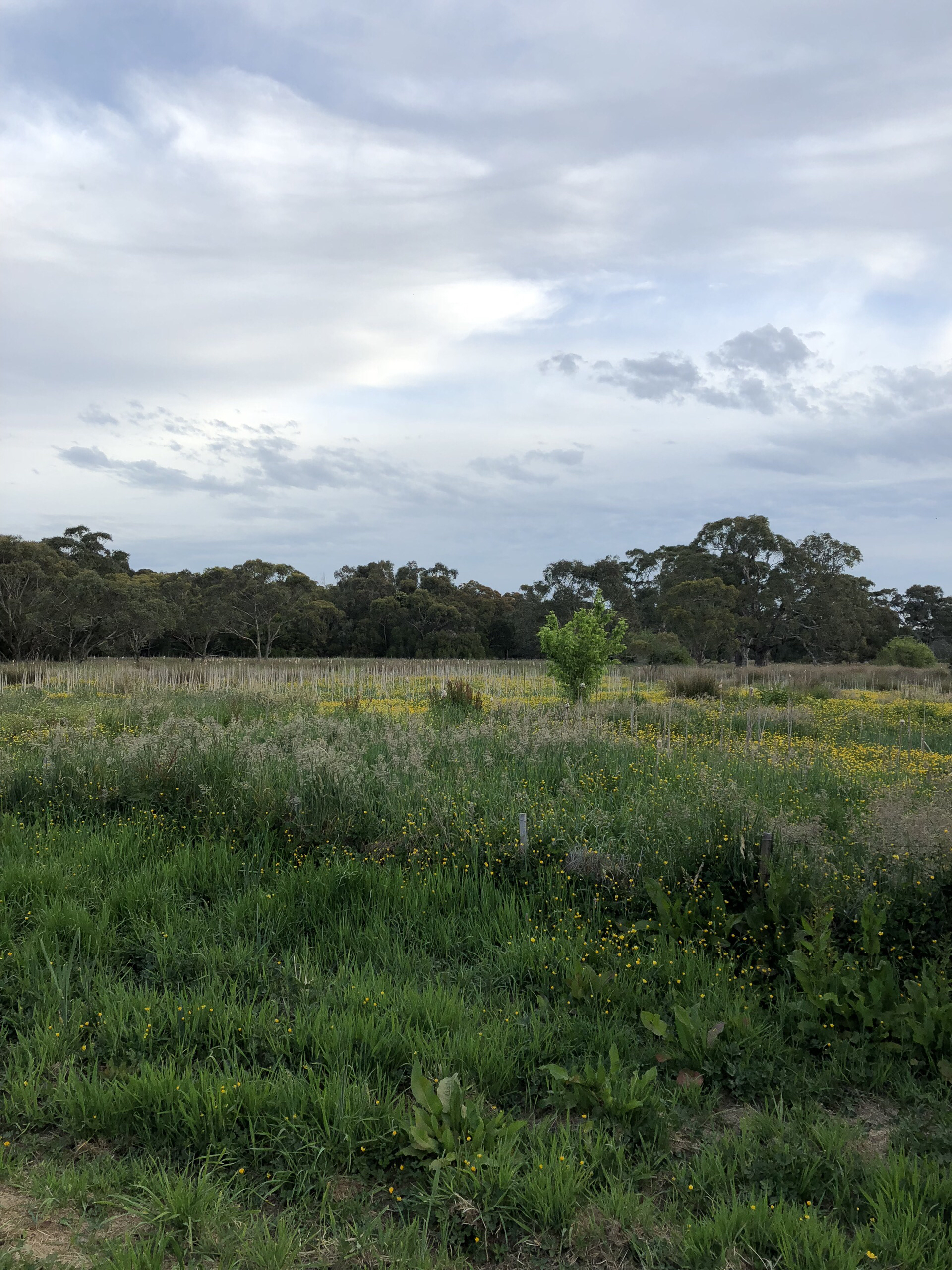 墨尔本娱乐-Dandenong Creek Trail