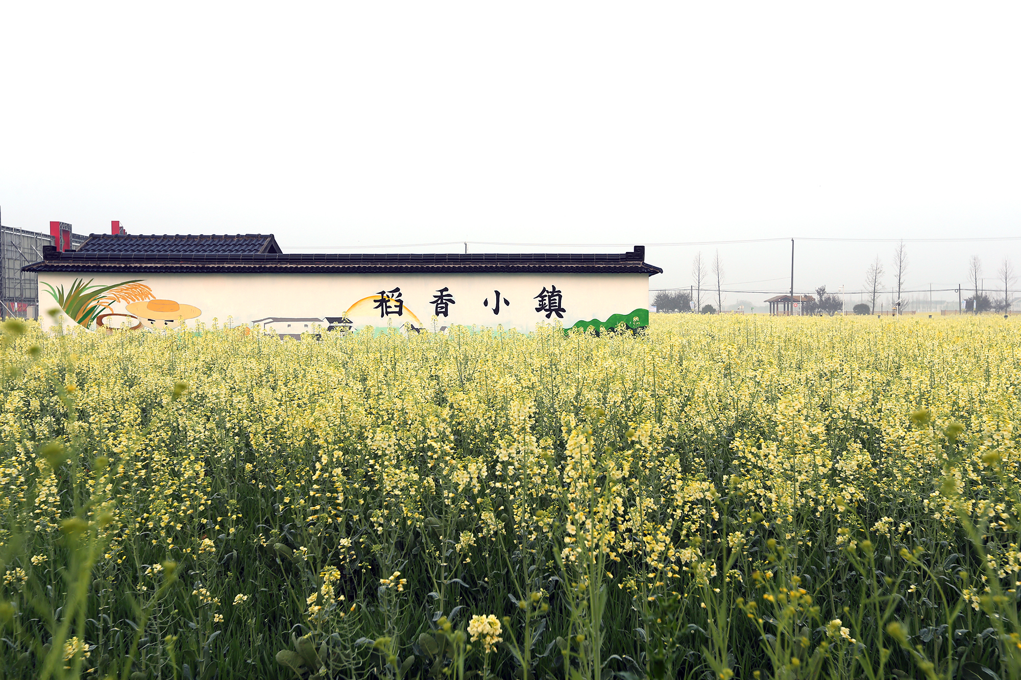 春光映照北太湖,稻香小镇邀你来菜花地里"撒个野"
