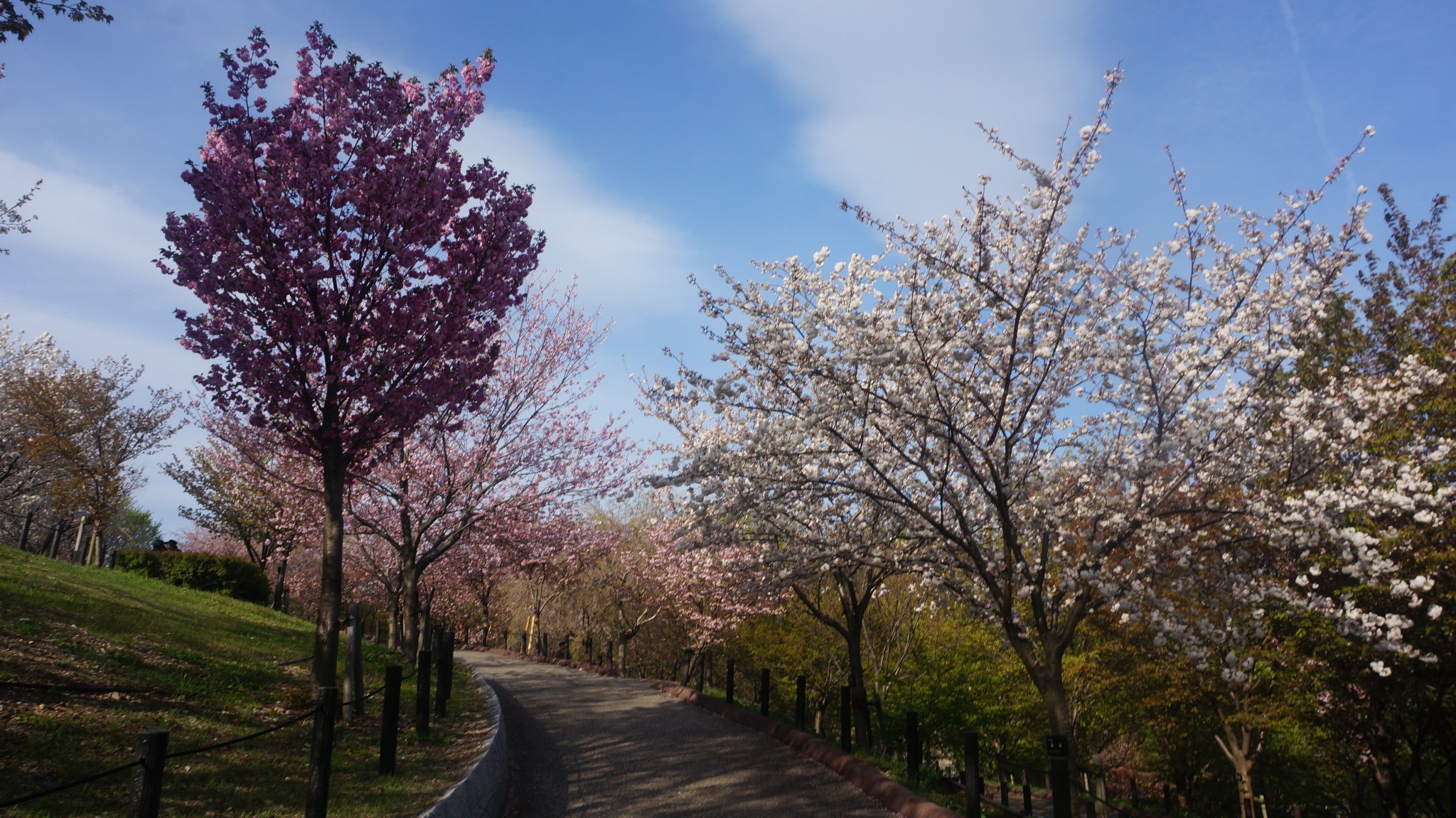 名古屋自助遊攻略