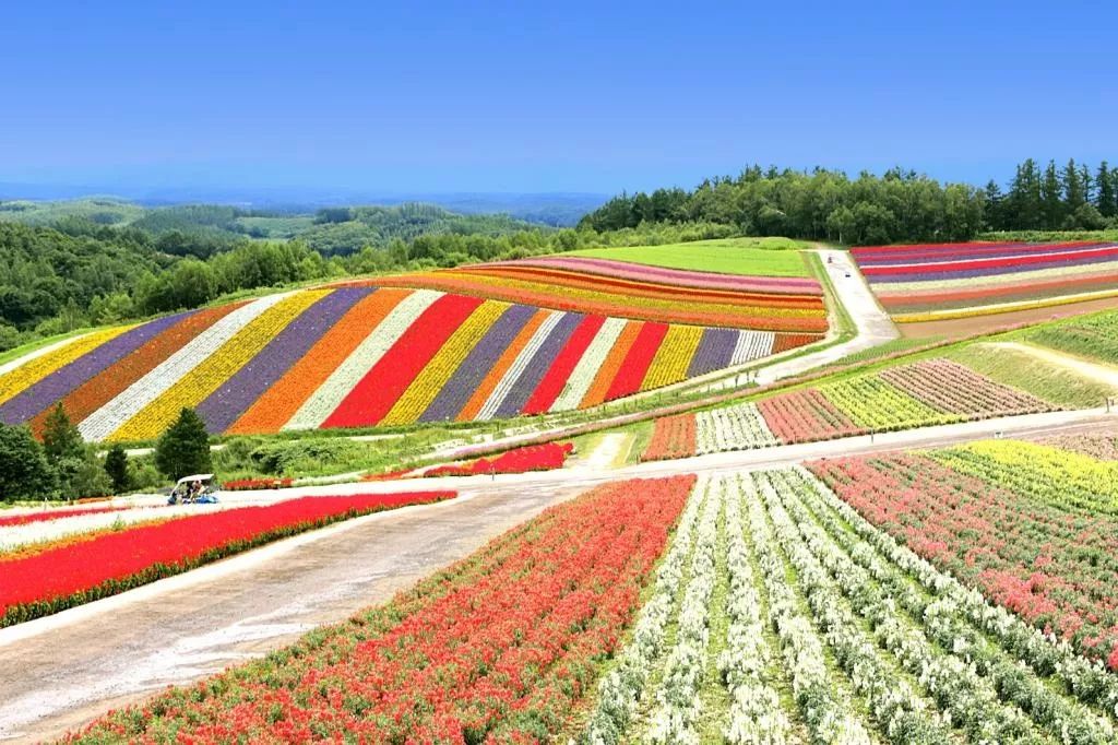 19北海道赏花指南 春夏の北海道 美到少女心炸裂 手机马蜂窝