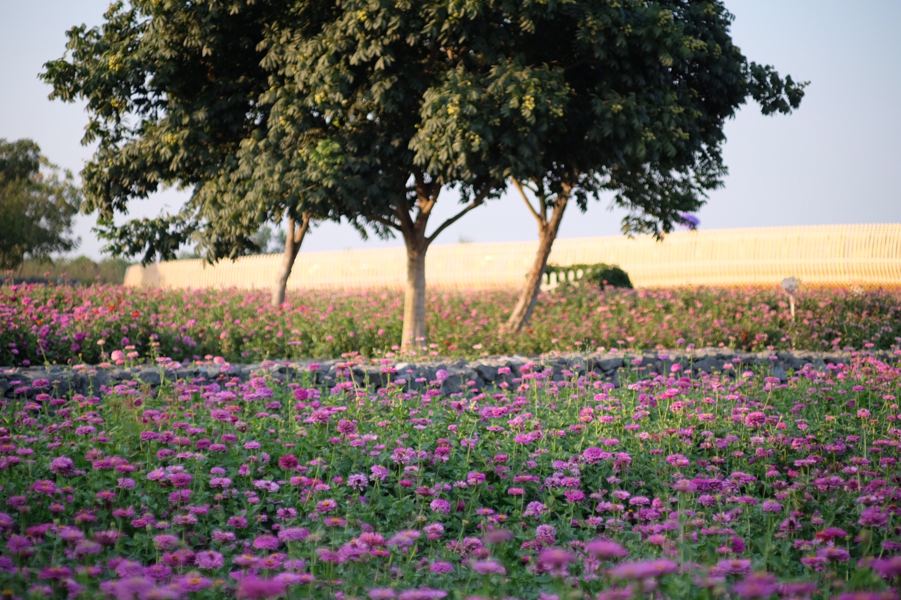 三臺山國家森林公園-衲田花海景區