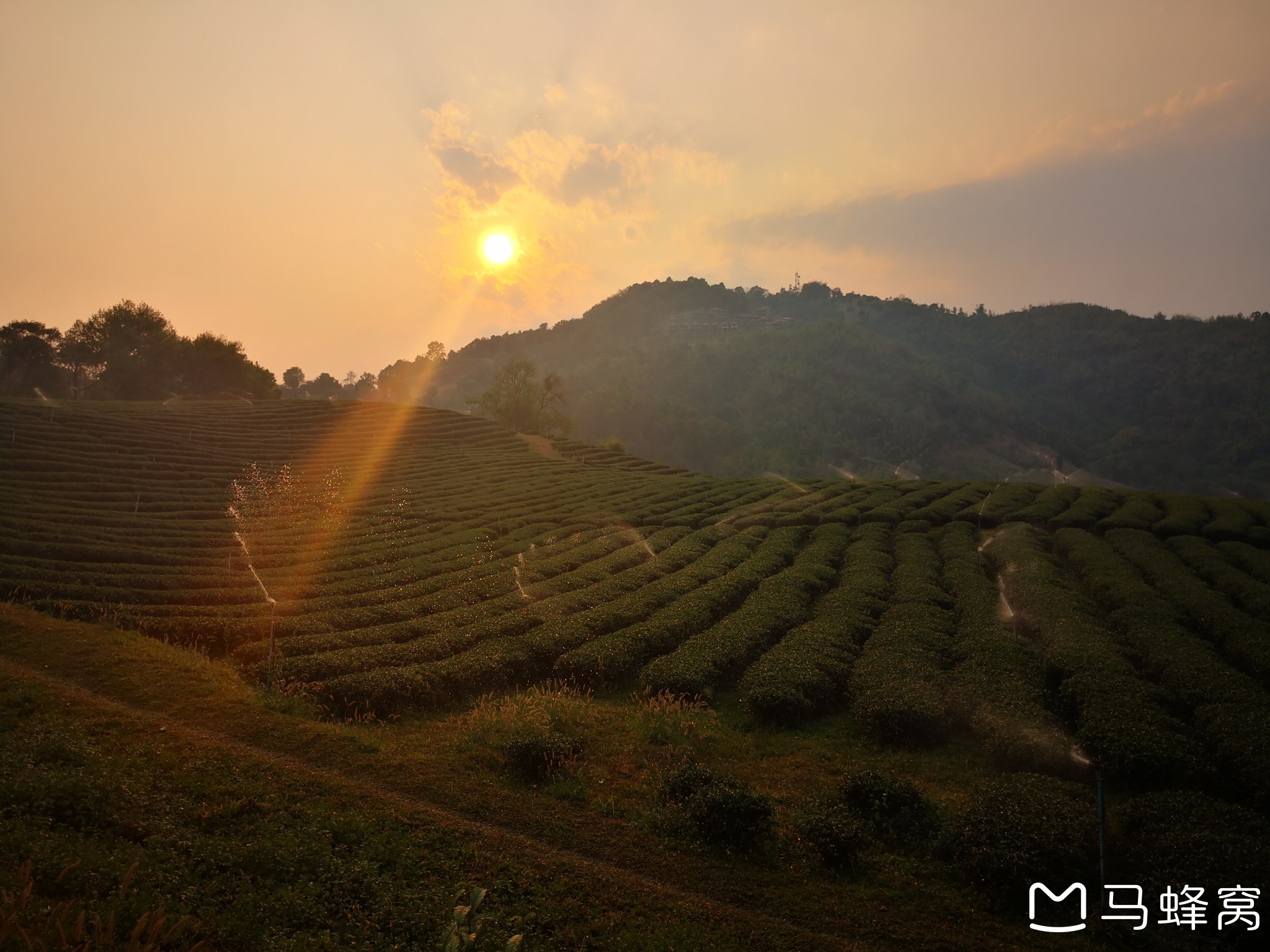 101 Tea Plantation