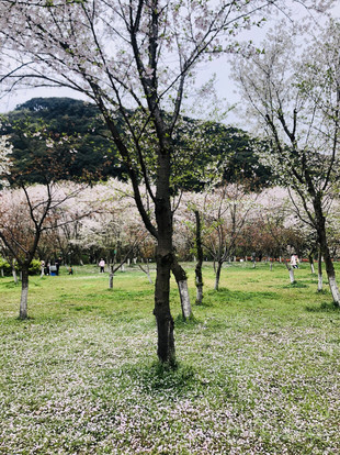宛委山樱花林旅游图片,宛委山樱花林自助游图片,宛委山樱花林旅游景点