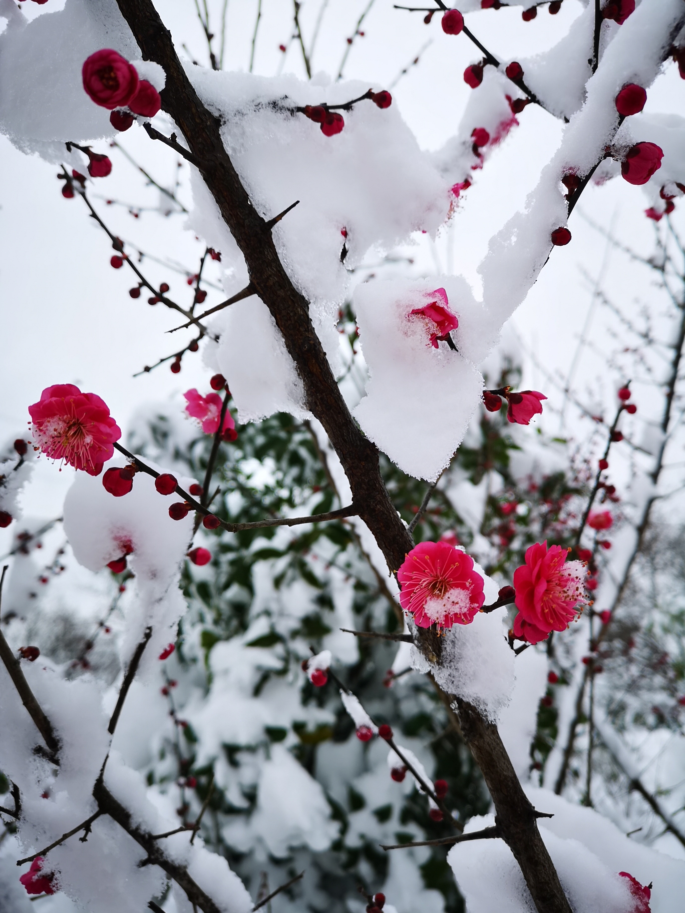 雪中梅原来那么美豆腐村小康梅花园