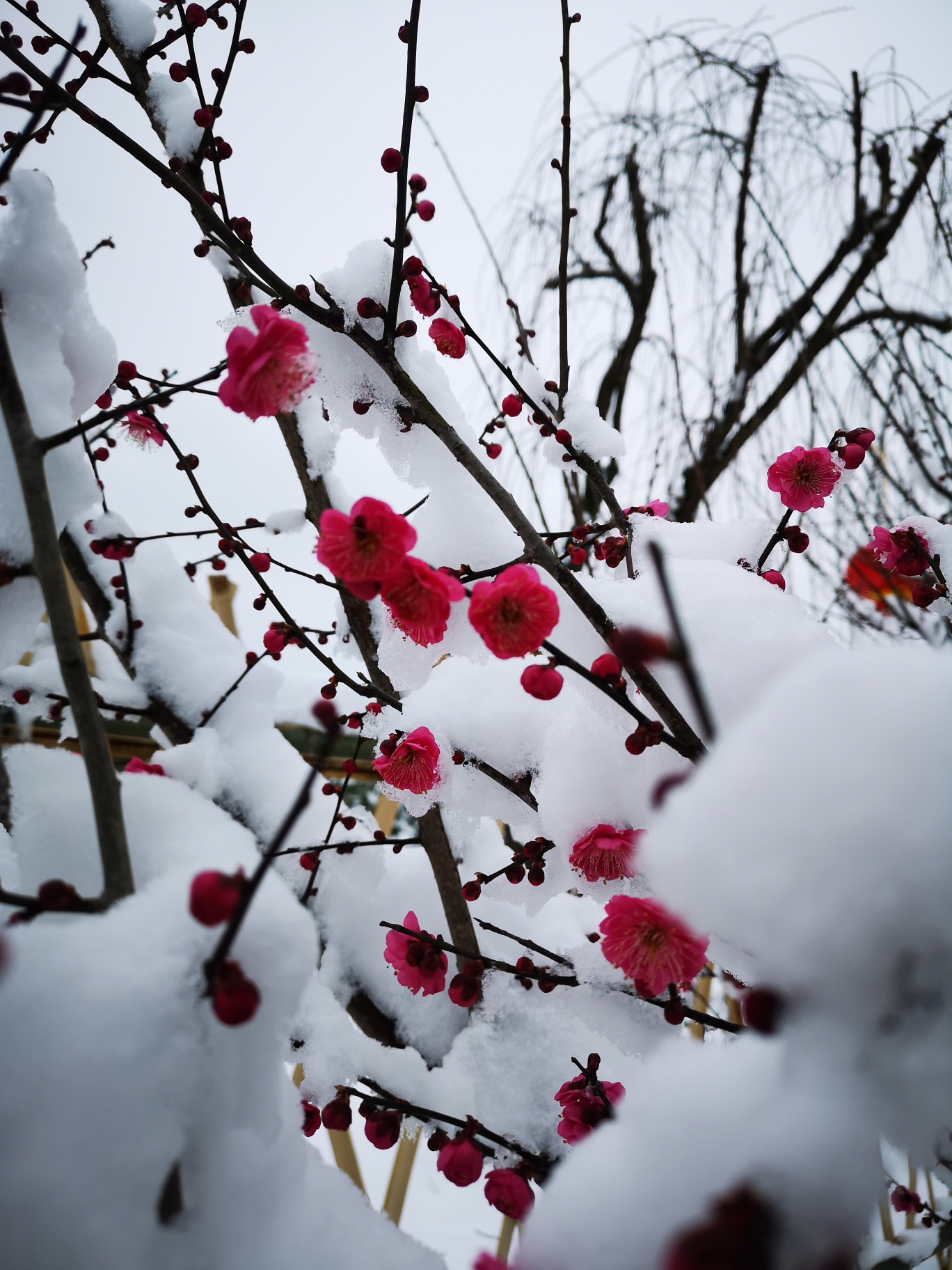 雪中梅原来那么美豆腐村小康梅花园