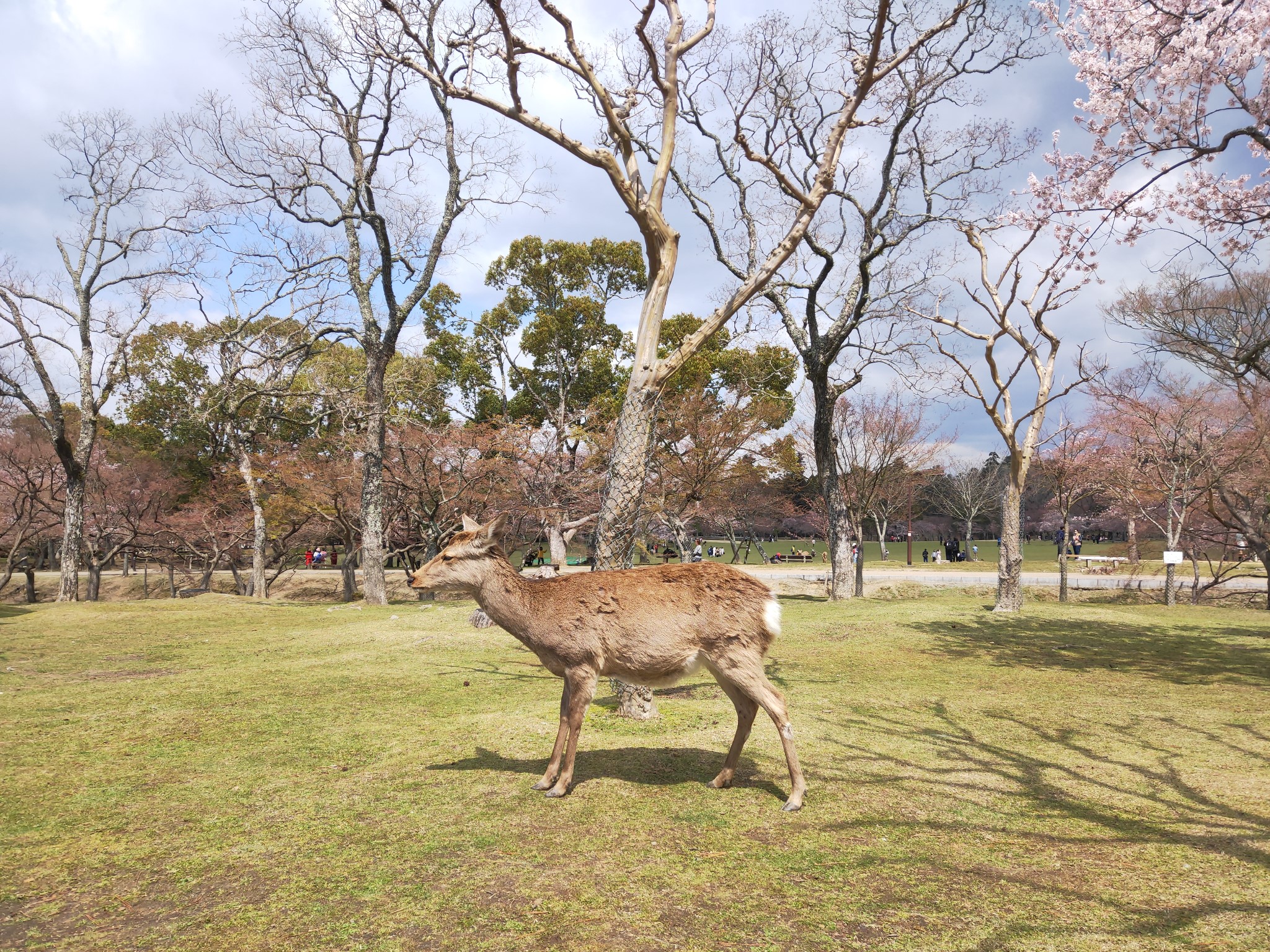 京都自助遊攻略