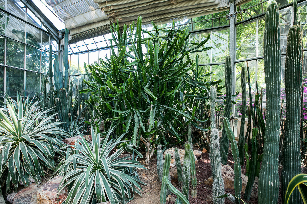 武漢植物園景觀溫室——感受熱帶風情武漢植物園遊玩攻略中國科學院