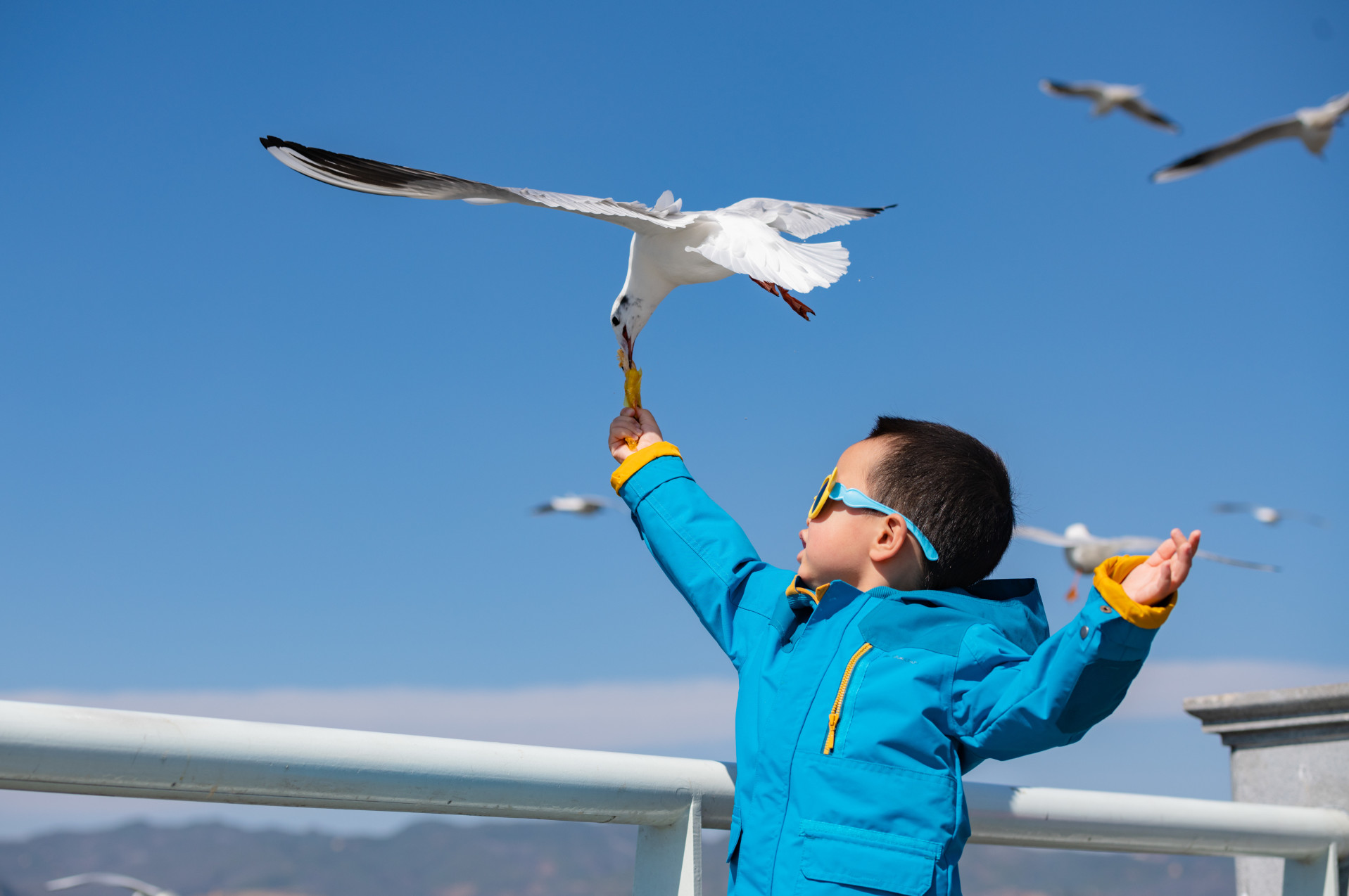 带着孩子喂海鸥——2019春节云南抚仙湖亲子游记_游记