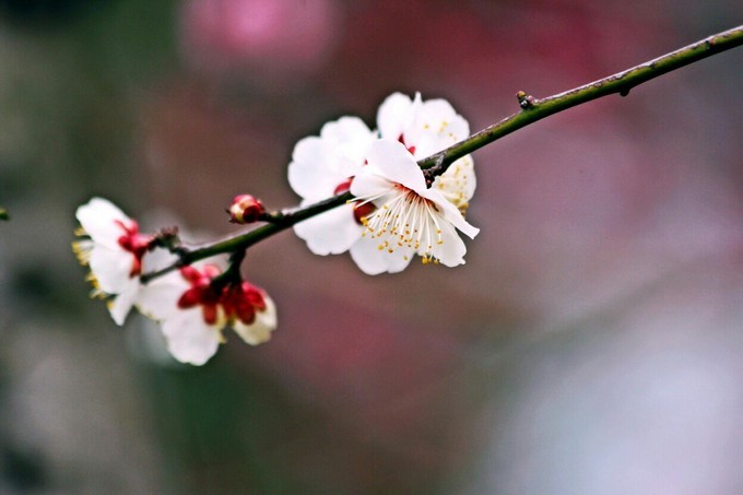 来大丰赏梅啦梅花报春画里大丰
