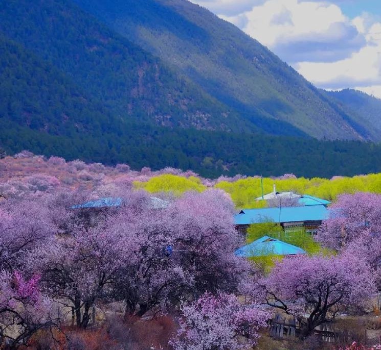 同样是桃花，为啥林芝的年年刷“爆”朋友圈？