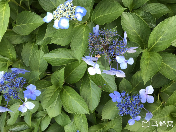 六月上旬去镰仓 可以看到紫阳花么 马蜂窝 六月上旬去镰仓 可以看到紫阳花么 马蜂窝