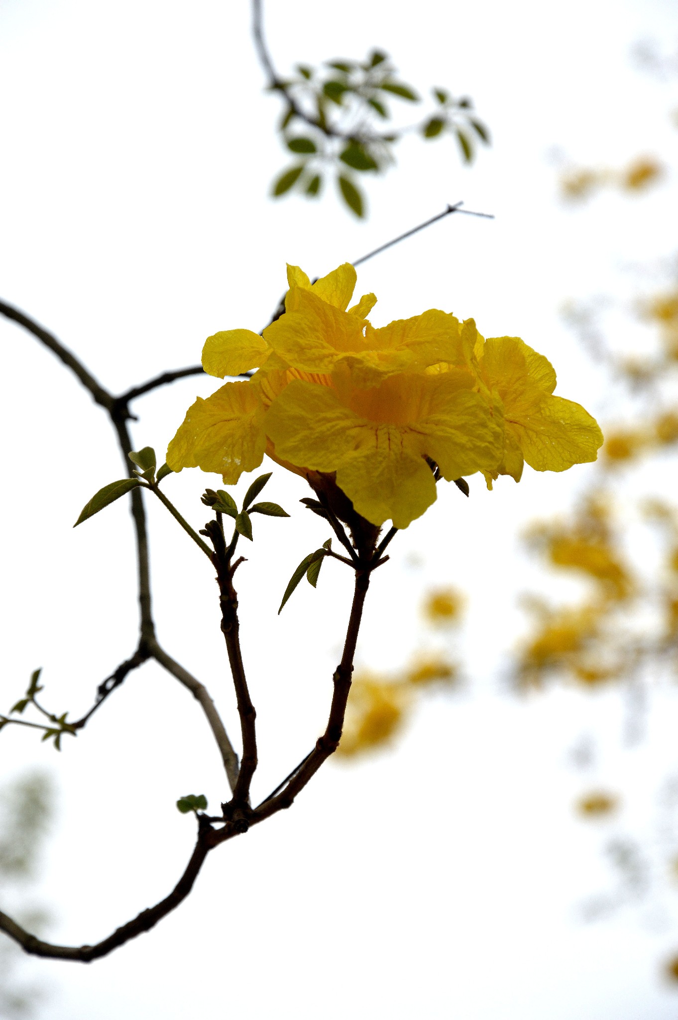 成都温江蓝枫园黄花风铃木诗一般的美好