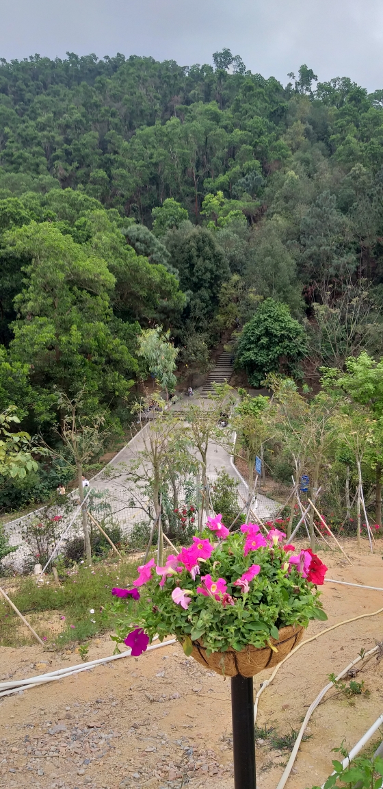 中山游之二南朗云梯山黄花风铃木