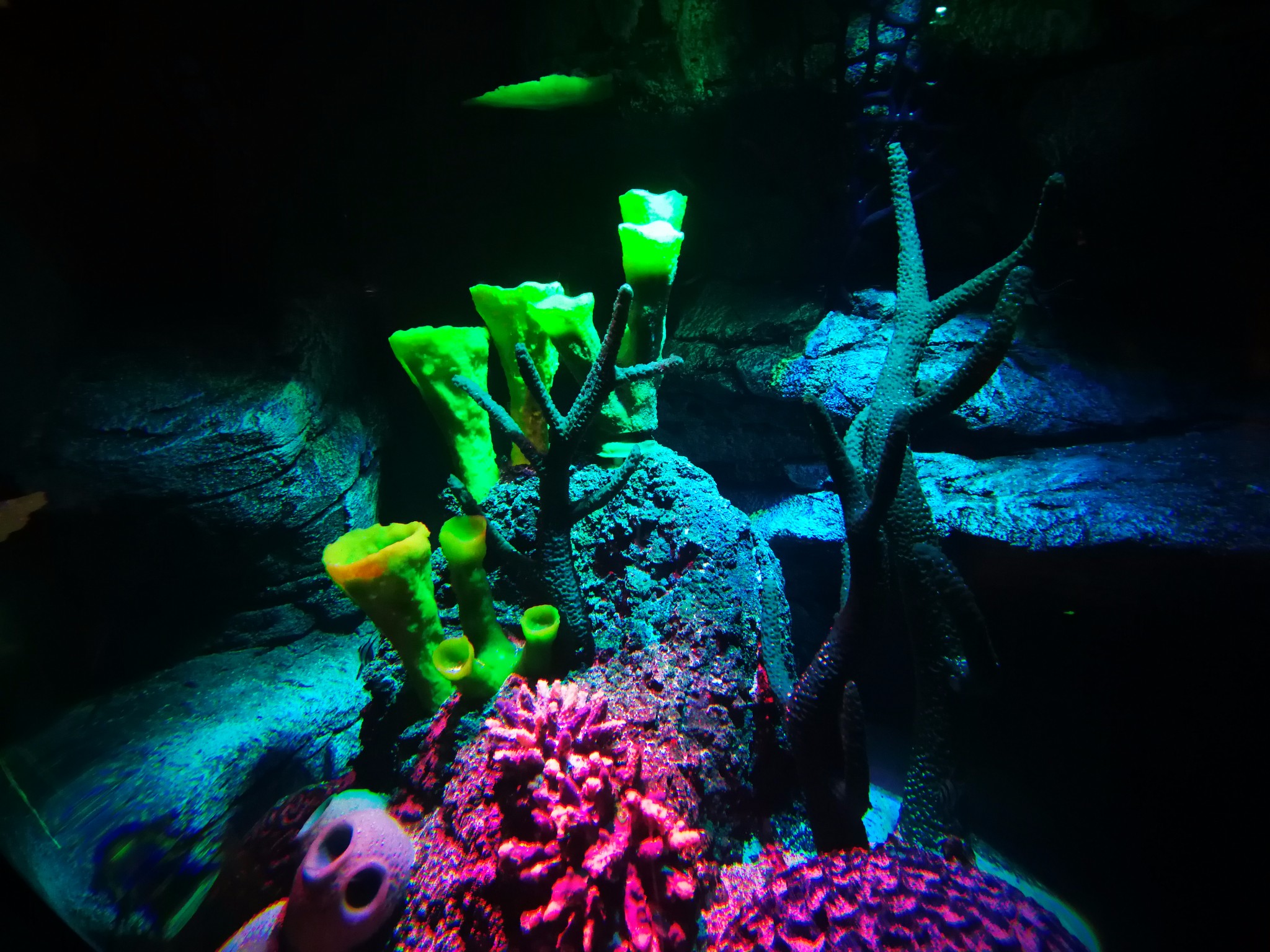 omg地铁直达的奇趣海洋馆落户沈阳k11快去打卡鸭