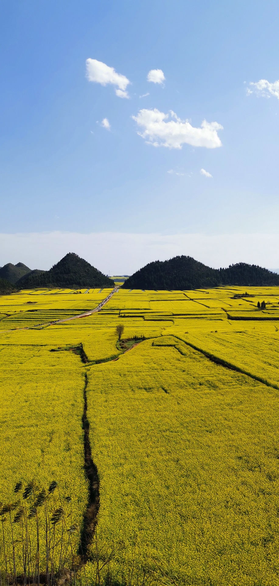 我和春天有个约会——云南罗平油菜花之旅