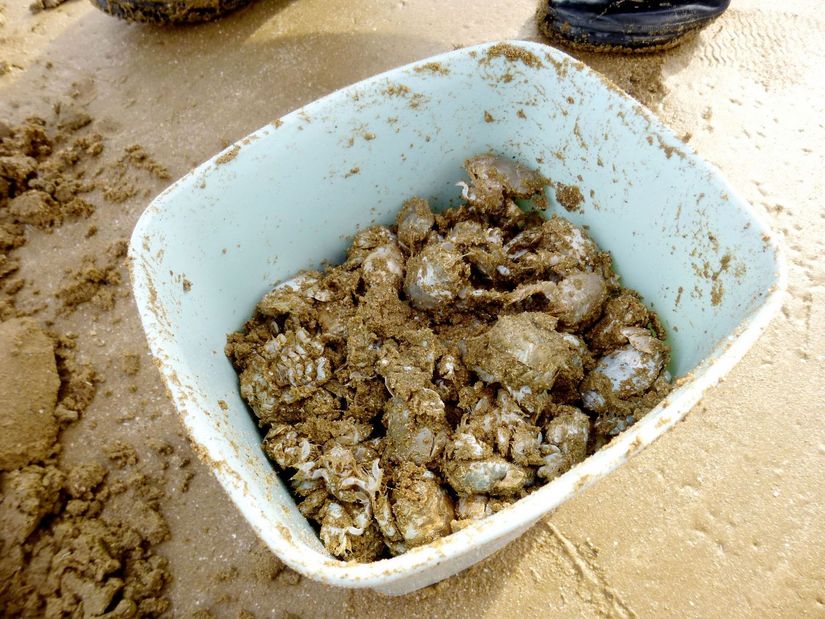 石老人沙滩挖海蝉