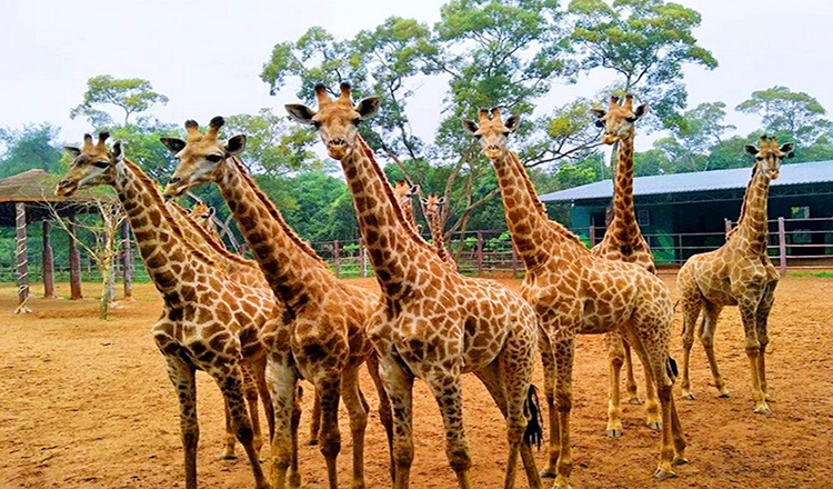 海南海口熱帶野生動植物園4a級旅遊景區多鍾動物及熱帶雨林野生態景觀