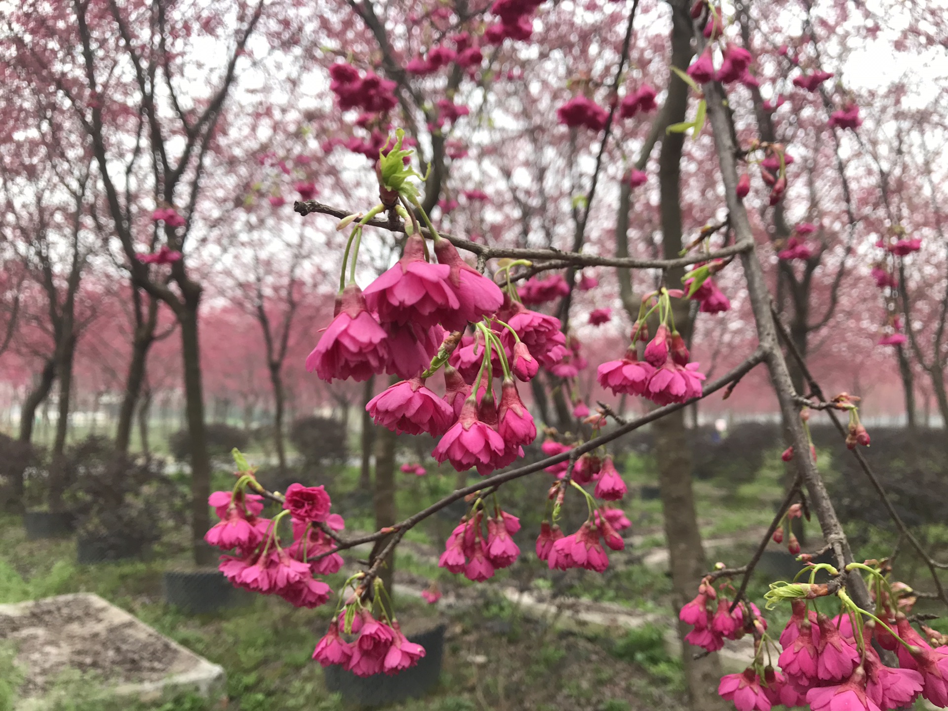 斑竹园樱花林图片