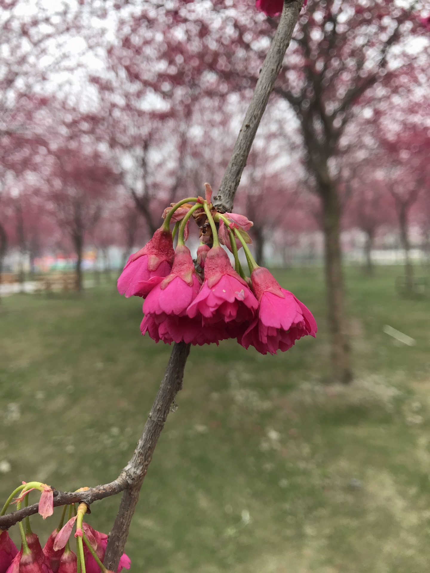 斑竹园樱花林图片