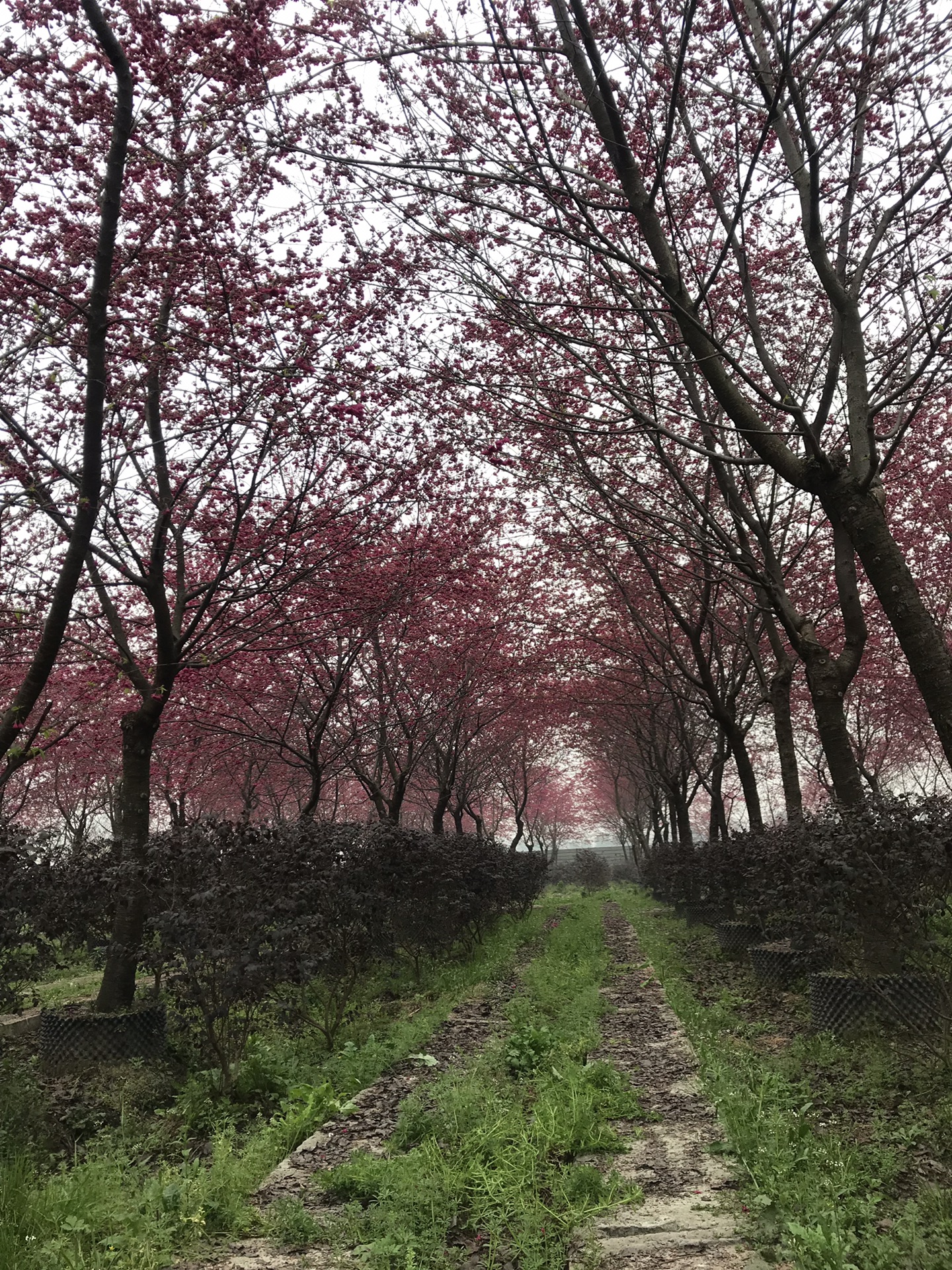 斑竹园樱花林图片