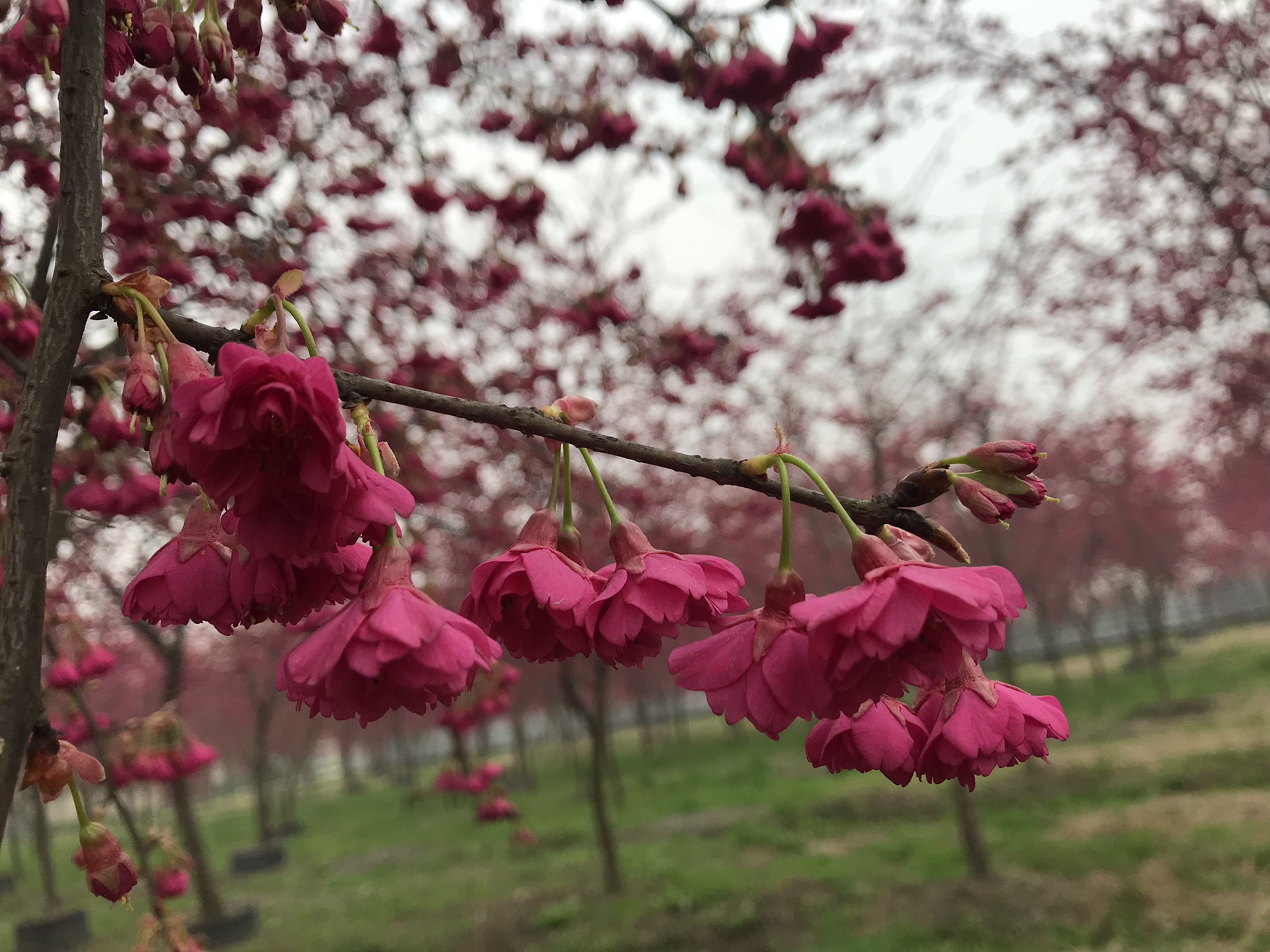 斑竹园樱花林图片