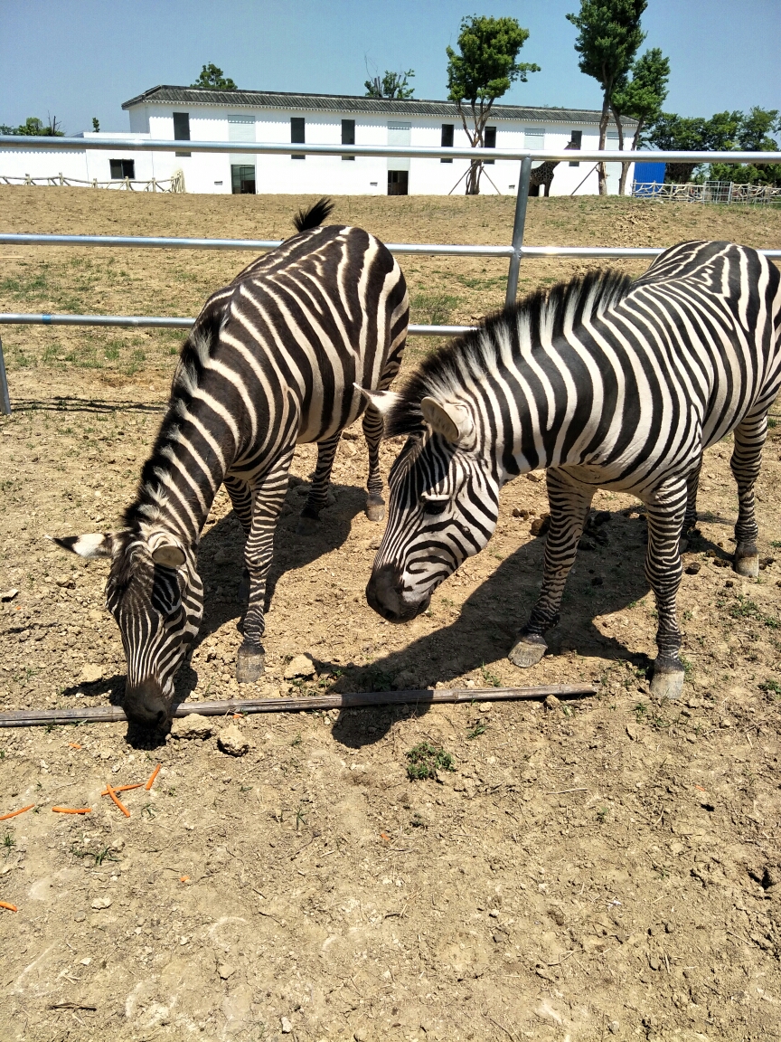 徐州周邊自駕-安徽宿州野生動物園(親子)_遊記