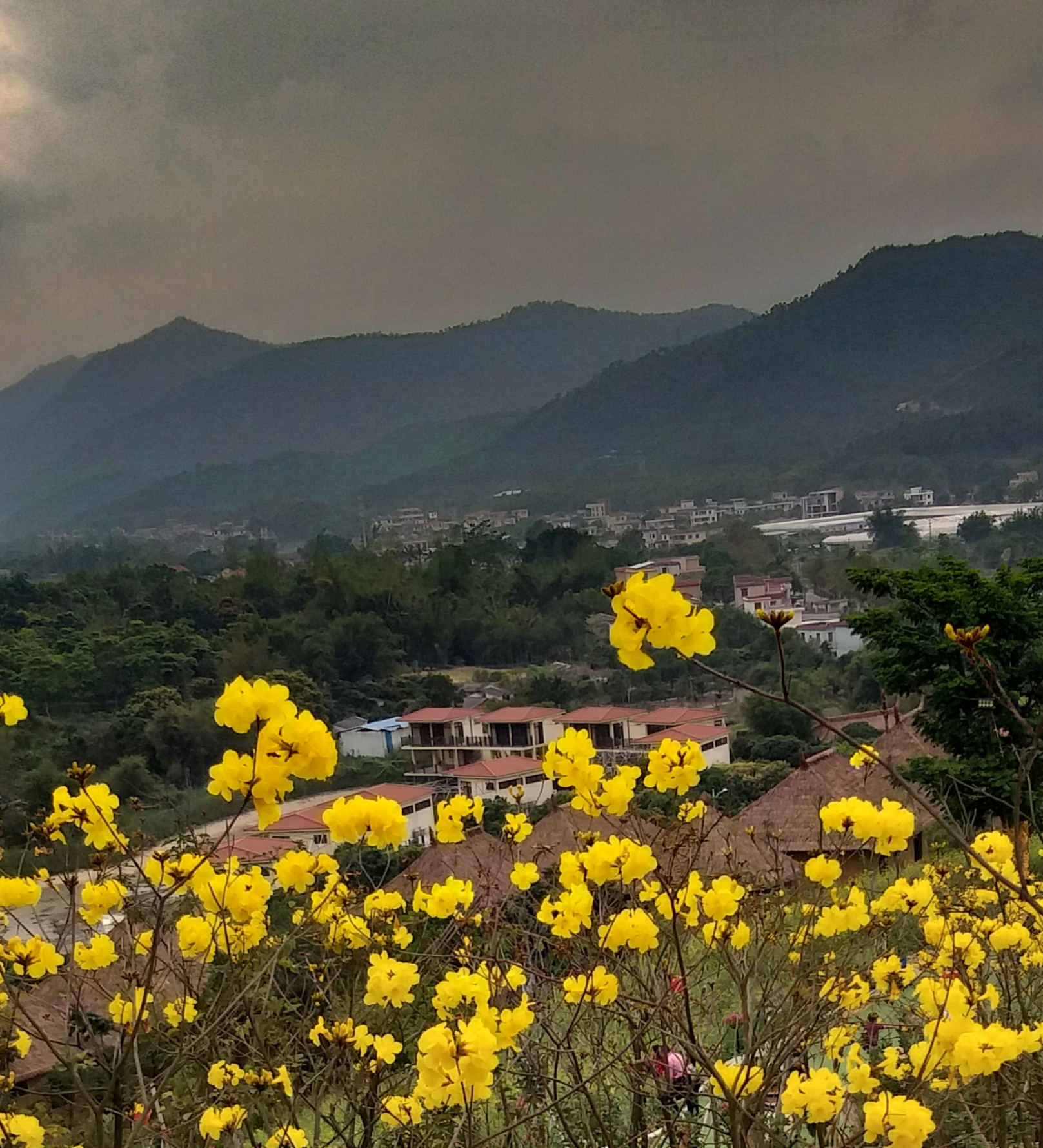 中山游之二南朗云梯山黄花风铃木