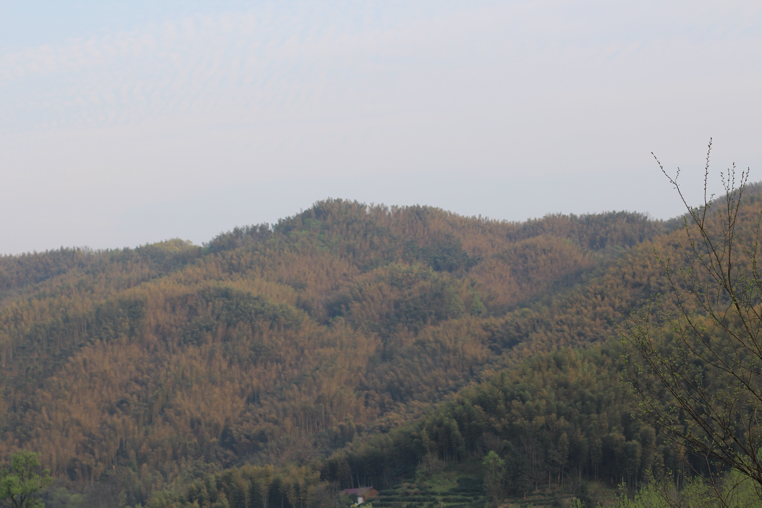 茅山林场