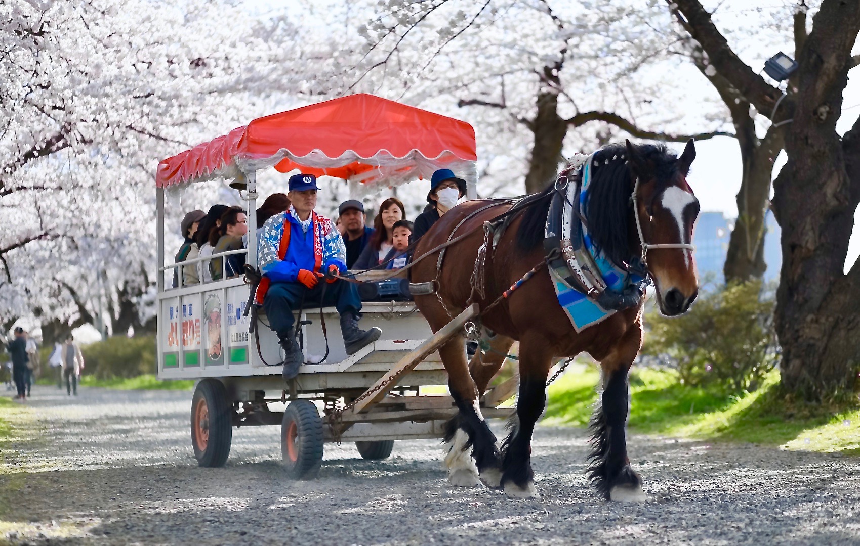 青森縣自助遊攻略