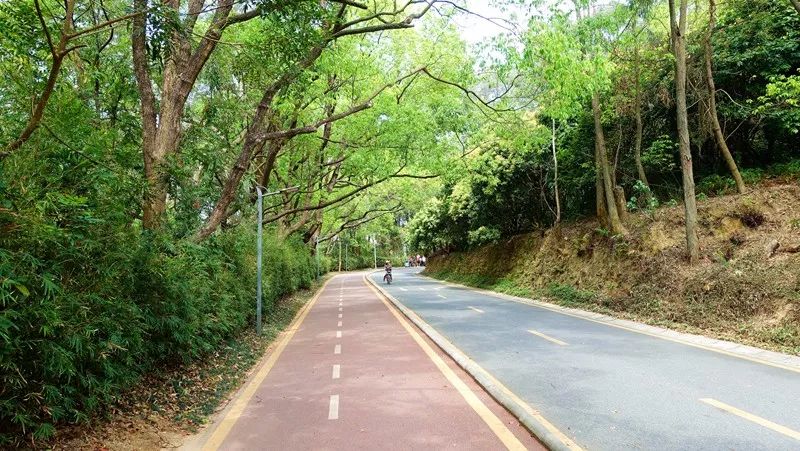 深圳最美的罗湖5号绿道