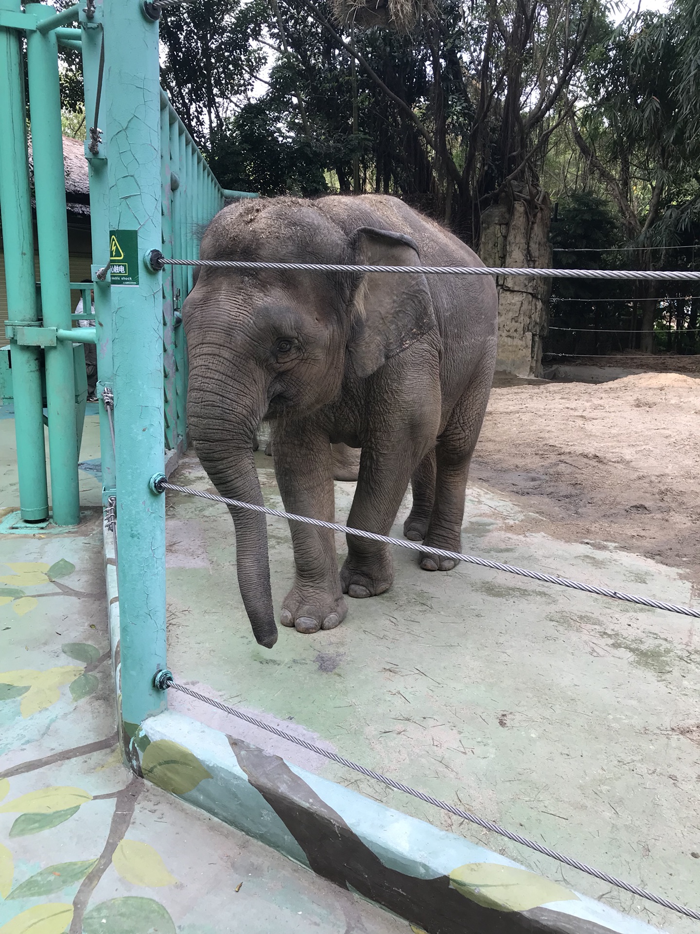 廣州長隆動物園珠海海洋王國廣州市區7天6晚的美好回憶海量照片慎點